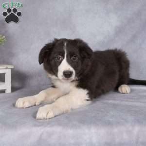 Benji, Border Collie Puppy